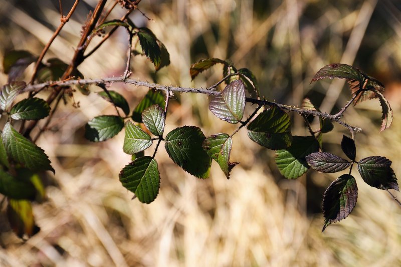 Detailed capture of a leafy branch with vibrant green leaves set against a soft, blurred background.