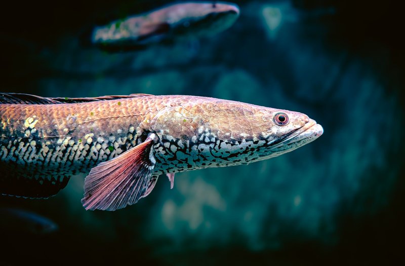 Detailed side view of a colorful fish swimming in an aquarium with a dark blue background.