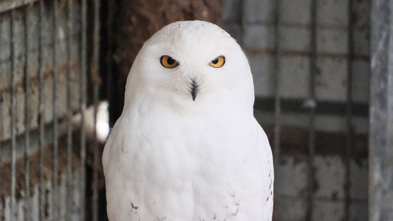 Close-up of a majestic snowy owl with piercing yellow eyes in a cage setting.