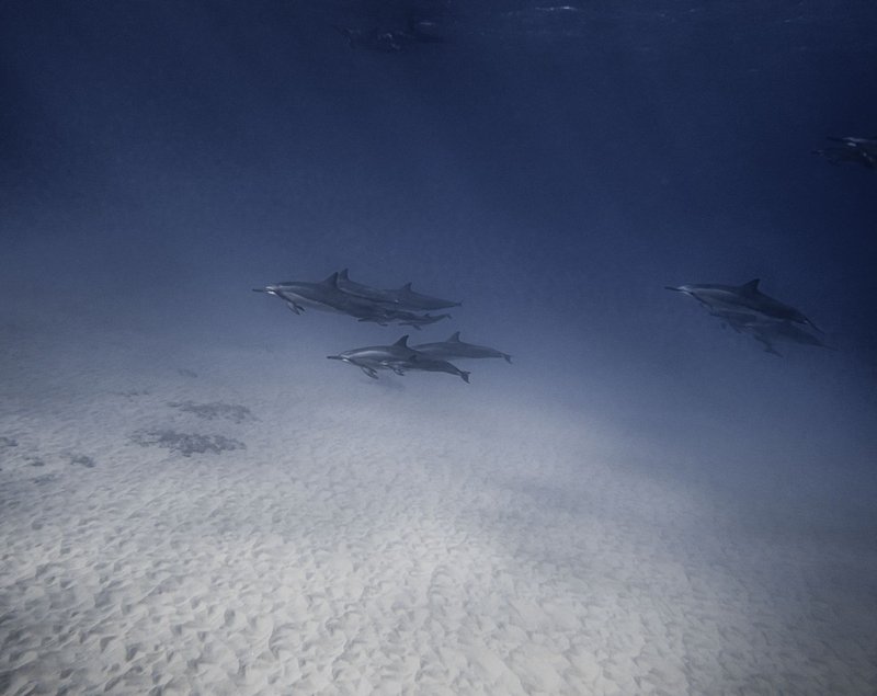 Pack of wild dolphins swimming together peacefully undersea in crystal light water near sandy depth