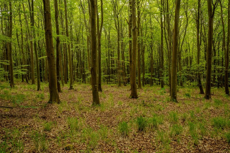 Dense green forest with tall trees and vibrant foliage, showcasing the beauty of spring.