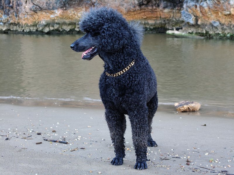 A black Standard Poodle standing elegantly on a beach, showcasing its curly coat.