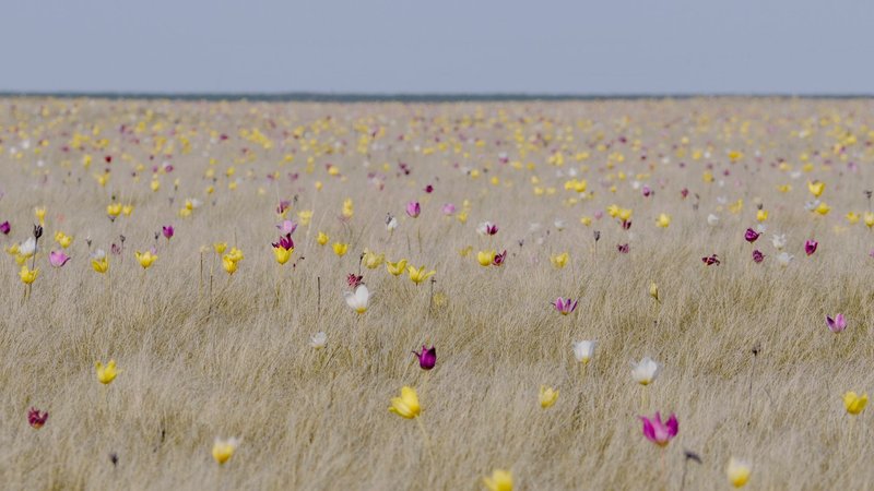 Stunning wildflower field in bloom with yellow, pink, and white flowers in Piterka, Saratov, Russia.