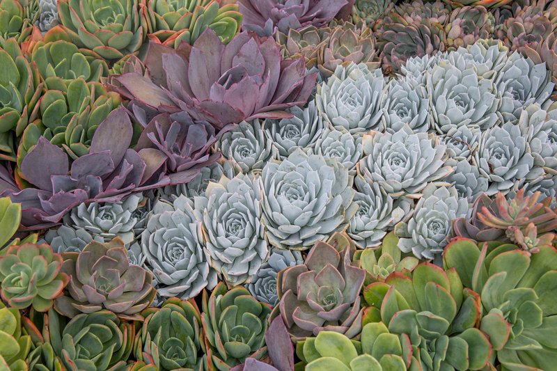Colorful and detailed close-up of various succulents, showcasing their unique shapes and vibrant hues.
