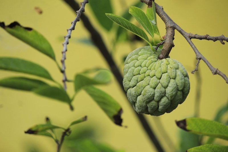 Detailed shot of a green sugar apple hanging from a tree branch with vibrant green leaves.