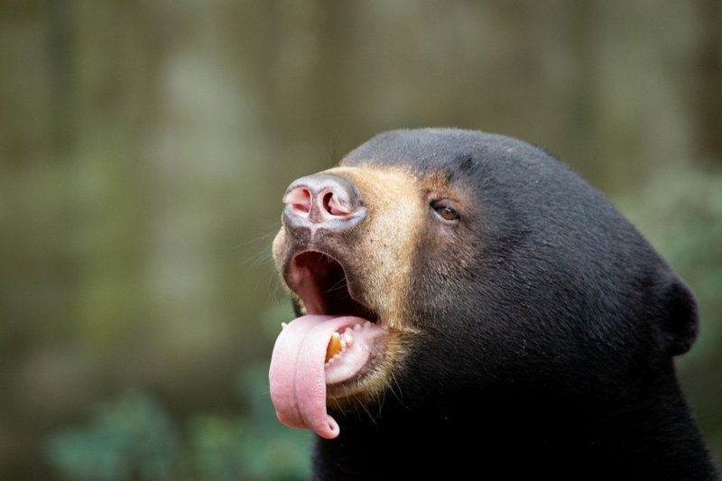 A sun bear playfully sticking out its tongue in a close-up shot, showcasing its unique facial features.