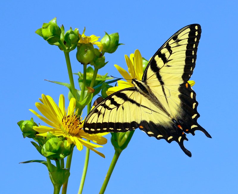 A striking swallowtail butterfly perched on a blooming yellow flower against a clear blue sky.