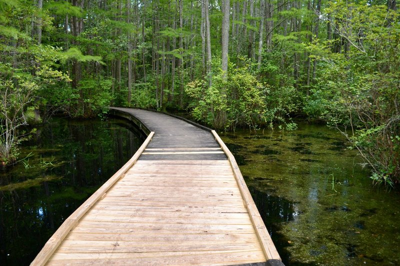 A peaceful wooden pathway meandering through a green lush forest with water on the sides.