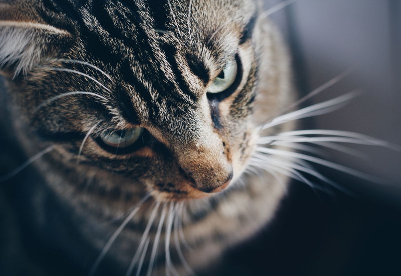 Detailed close-up of a tabby cat showcasing its sharp whiskers and intense gaze.