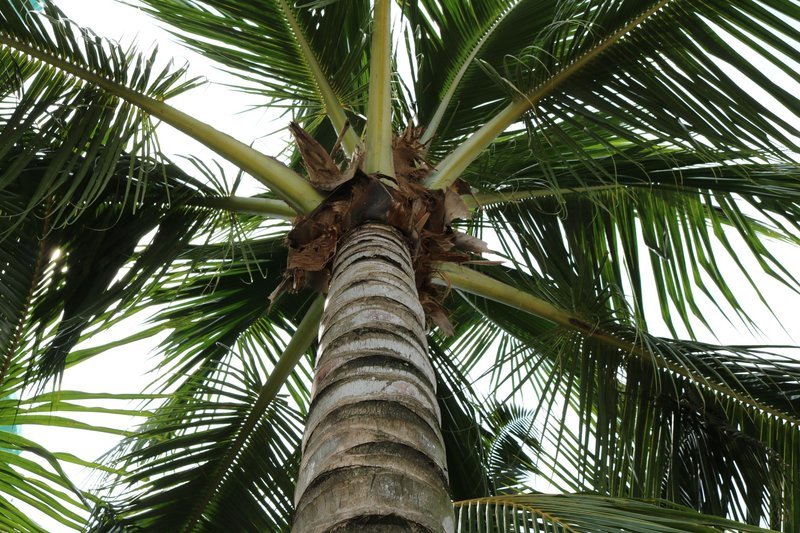 A vibrant upward view of a tropical palm tree with green fronds against a clear sky.