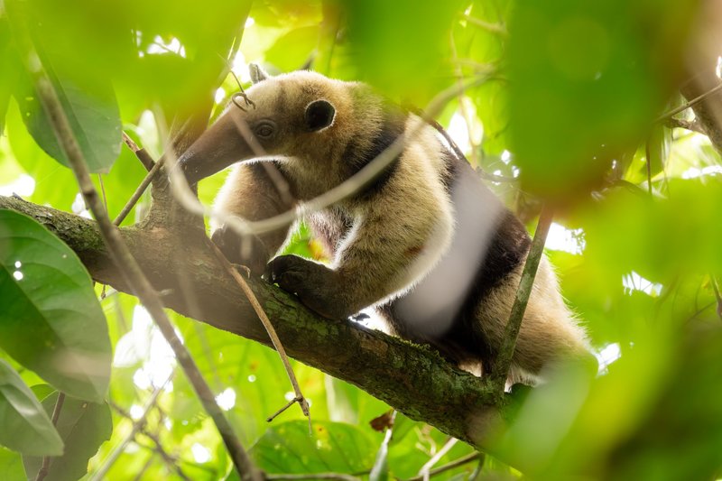 A Tamandua anteater perched on a tree branch amid vibrant foliage in a vivid jungle setting.