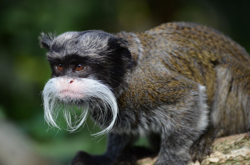 A detailed close-up of an emperor tamarin showcasing its characteristic white mustache.
