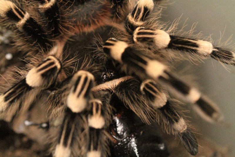 Detailed macro view of a tarantula showcasing its hairy texture and arachnid features.