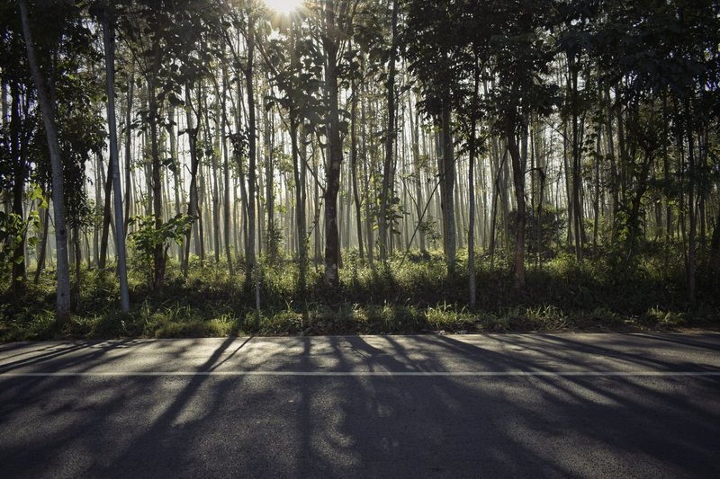 Sunrays penetrate a teak forest in Bondowoso, Indonesia, creating tranquil shadows on the road.