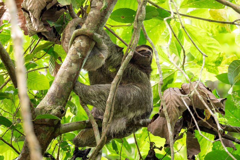 A peaceful three-toed sloth lounging in the vibrant greenery of a lush rainforest.