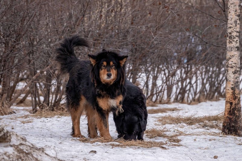 Tibetan Mastiff standing in a snowy winter forest, surrounded by trees and snow.