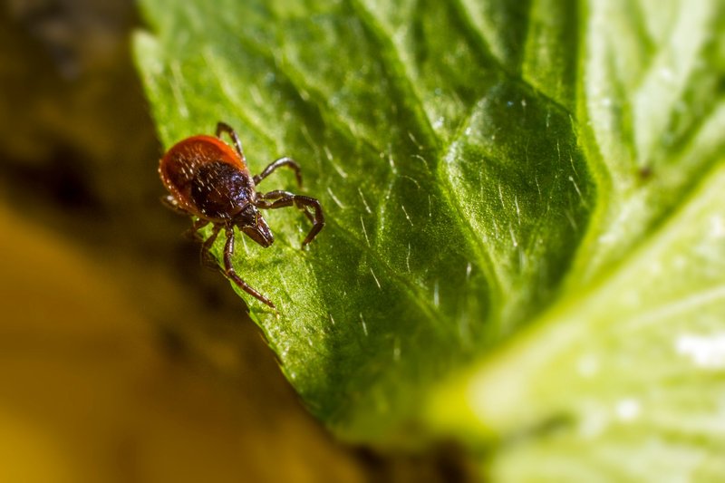 Close-up image showcasing a tick perched on a green leaf, emphasizing details.