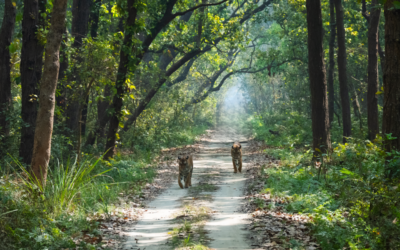 Two tigers walk along a forest trail, surrounded by lush greenery and sunlight filtering through the trees.