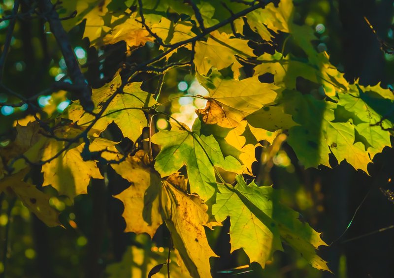 Close-up of autumn leaves in the sun, showcasing vibrant yellow and green hues.