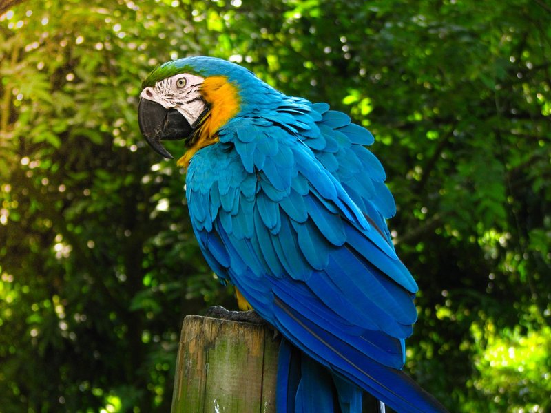 A stunning close-up of a blue and yellow macaw perched on a log in a lush, green outdoor setting.