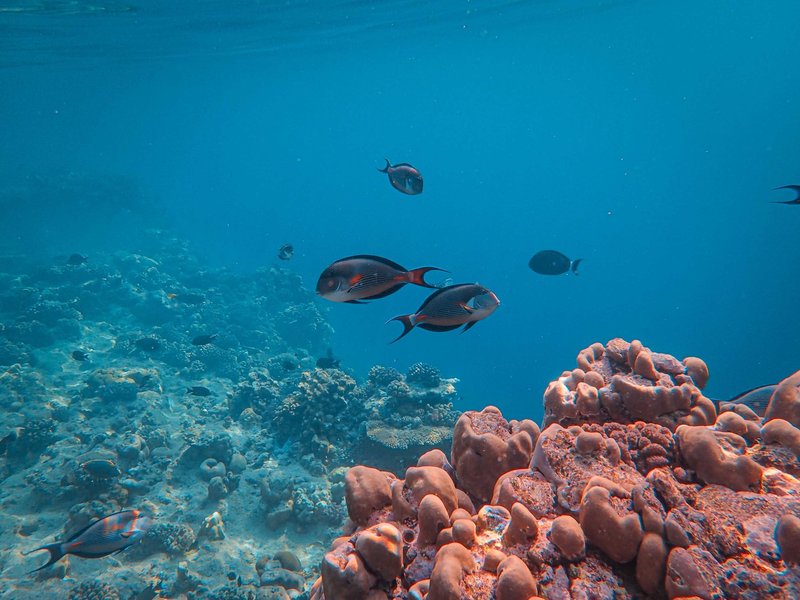 Vibrant underwater scene featuring colorful coral reefs and tropical fish in clear blue waters.