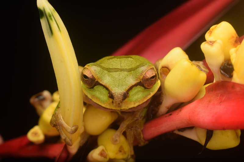 Vivid close-up of a green tree frog resting on a vibrant tropical plant.