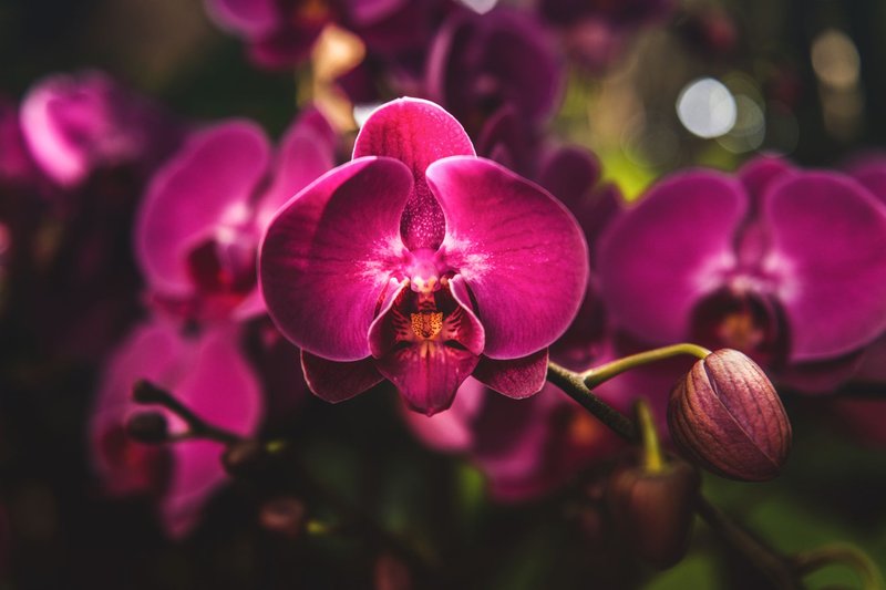 Close-up shot of vibrant purple orchids in full bloom, showcasing delicate petals.