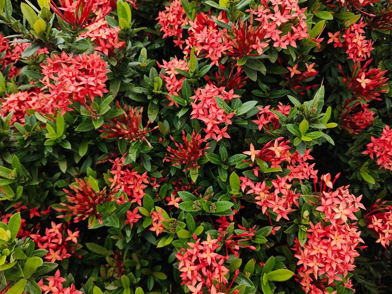 Bright red Ixora flowers beautifully bloom in lush foliage, captured in Dhaka, Bangladesh.