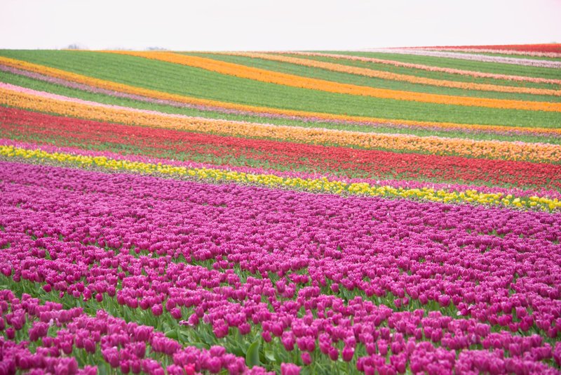 Colorful tulip fields in full bloom, showcasing a stunning array of spring flowers outdoors.