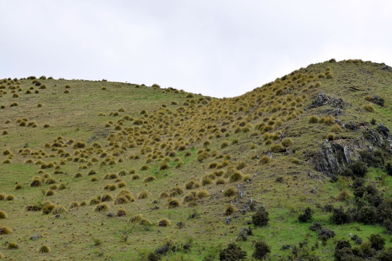 Scenic view of rolling hills covered in tussock grasses in Otago, New Zealand.