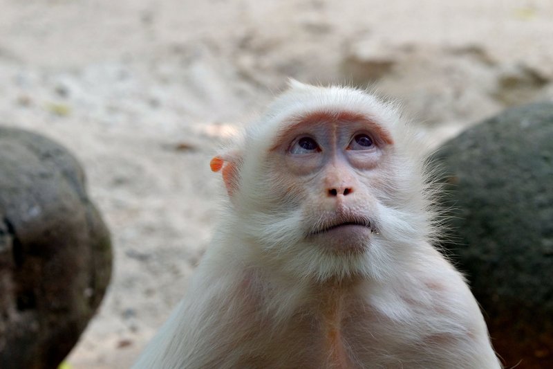 A close-up shot of a contemplative white monkey gazing upwards, outdoors.