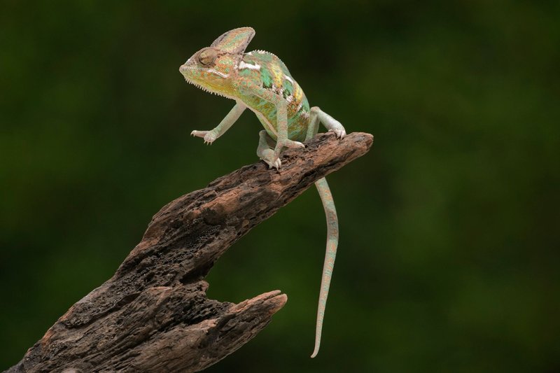 Veiled chameleon perched on a branch, blending with natural surroundings. Vibrant coloring and texture.