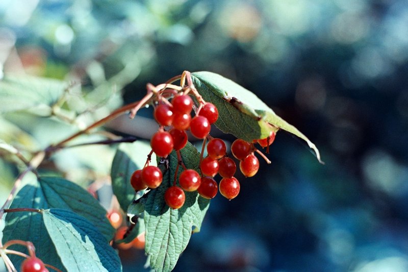 Vibrant red berries on a branch surrounded by lush green leaves in natural sunlight.