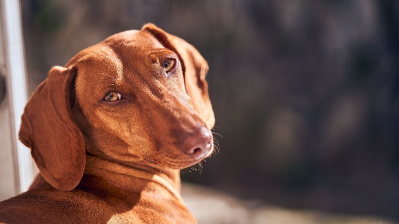A Vizsla dog looks back at the camera outdoors in warm sunlight.