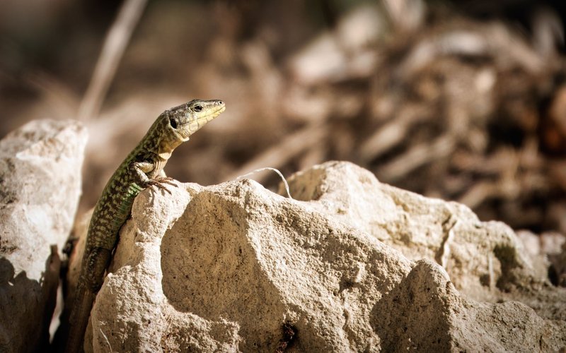 Close-up of a Maltese wall lizard on a sunlit rock with blurred natural background.