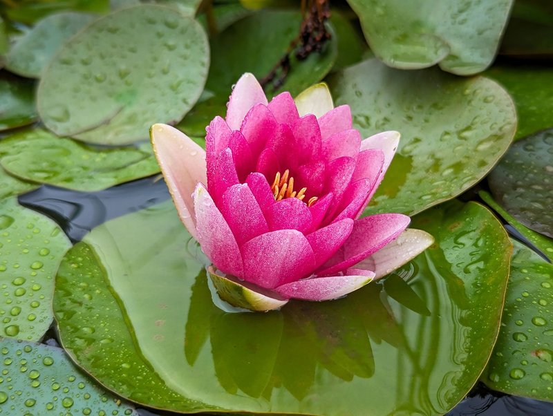 Close-up of a vibrant pink water lily after rain, surrounded by green lilypads, capturing nature's serene beauty.