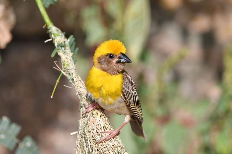 Yellow weaver bird perched on a nest in natural habitat, showcasing vibrant plumage.