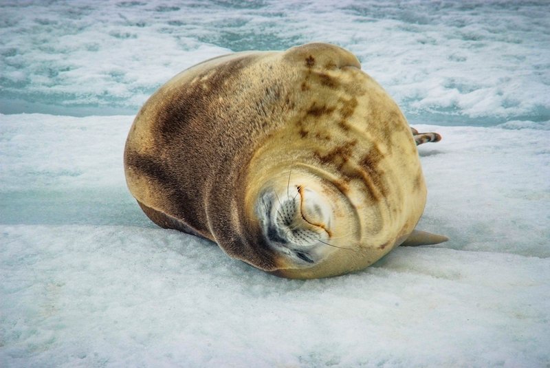 A serene Weddell seal lies comfortably on the icy landscape of Antarctica.