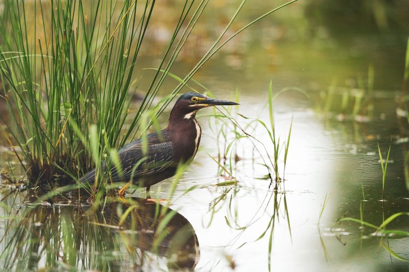 A green heron wading through lush reeds in a calm North Carolina wetland.