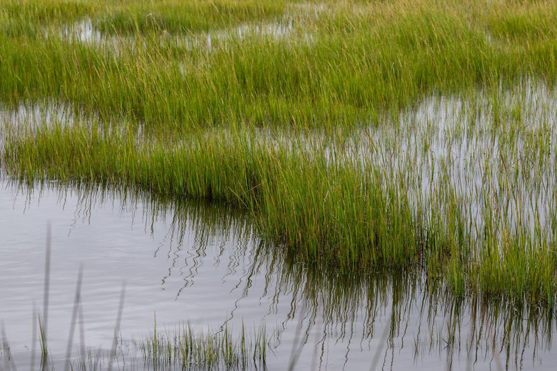 Vibrant green marsh grasses reflecting in brackish water, North Carolina.