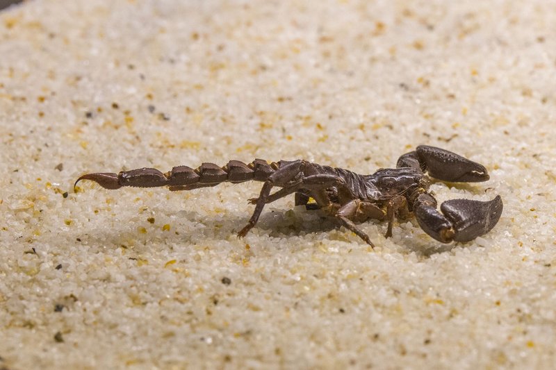 A detailed close-up of a scorpion on sandy terrain displaying its natural habitat.