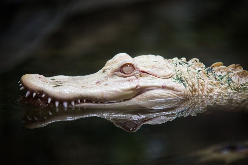 Close-up of an albino alligator with its reflection in water, showcasing its unique white scales.