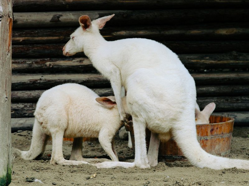 Two albino kangaroos feeding from a wooden bucket inside a zoo enclosure.