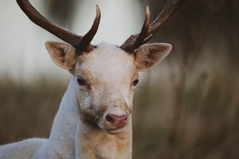 Close-up of a majestic white deer with antlers in a natural outdoor setting.