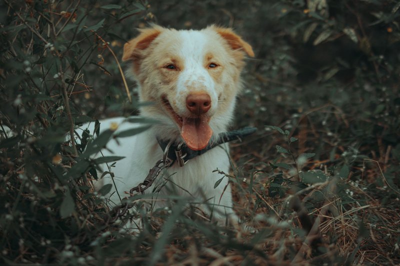 A cheerful white dog with a chain in an outdoor setting, exuding happiness and joy.