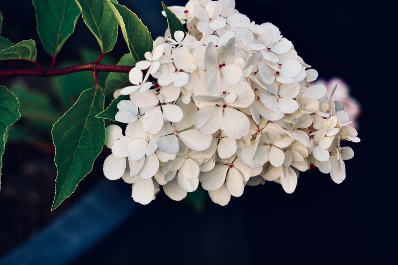 Detailed photograph of white hydrangea flowers in bloom with green leaves.
