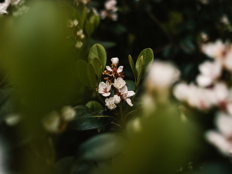 Serene close-up of white flowers surrounded by lush green foliage, capturing the essence of nature's tranquility.