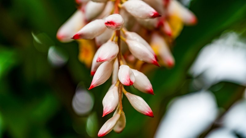 Vibrant close-up of shell ginger buds with red tips and green foliage in the background.