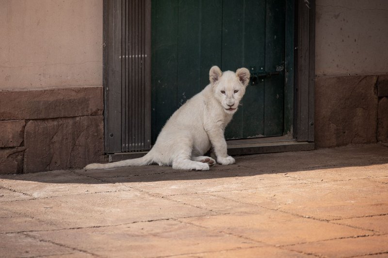 A young white lion cub sits next to an entrance, showcasing its curious nature.