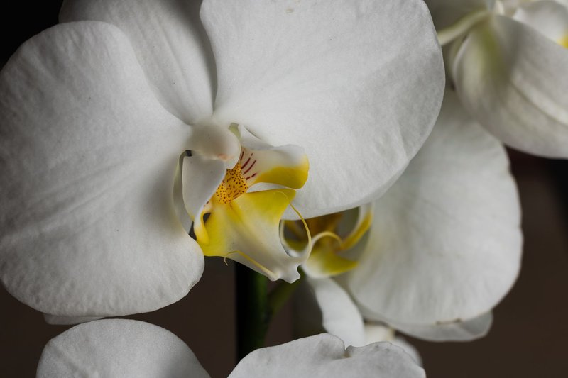 Stunning white and yellow orchid flower macro, highlighting Phalaenopsis beauty.